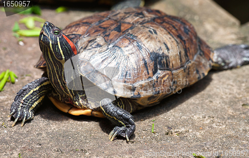 Image of tortoises crowded together