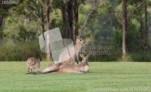 Image of eastern grey kangaroos