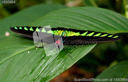 Image of birdwing butterfly