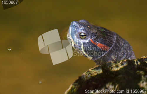 Image of tortoise in the water