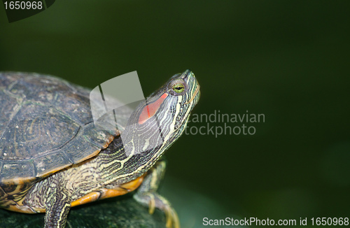 Image of tortoises on waters edge