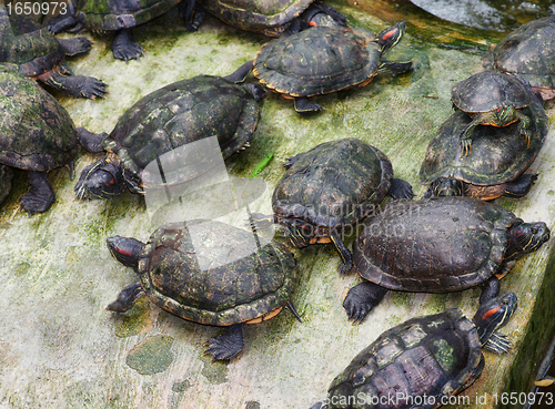 Image of lots of tortoises