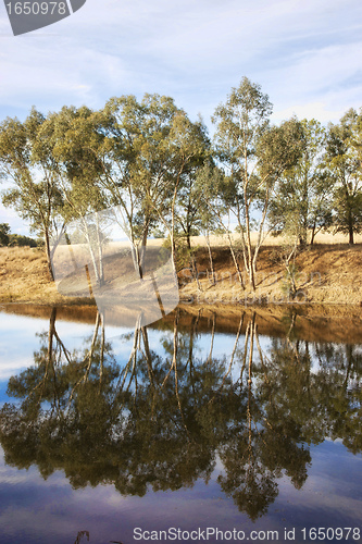 Image of river gum trees reflecting in river