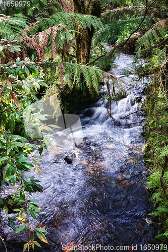 Image of rain forest stream