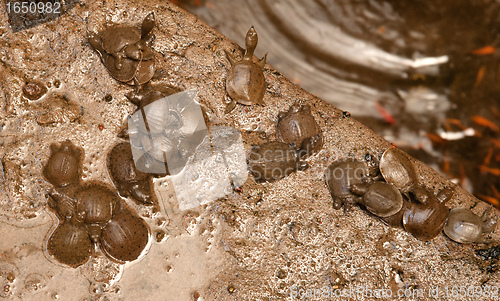 Image of young tortoises