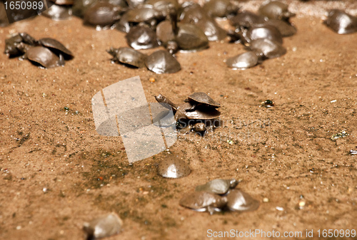 Image of young tortoises