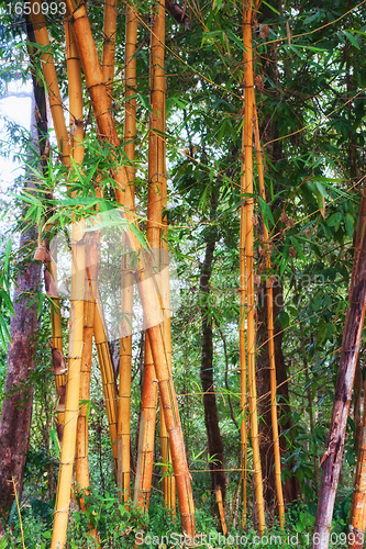 Image of bamboo background