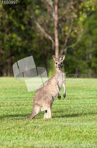 Image of eastern grey kangaroos