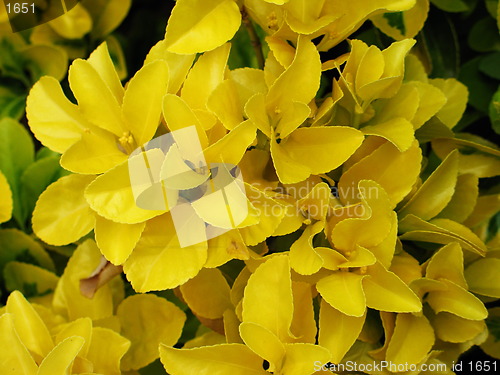 Image of Yellow leaves