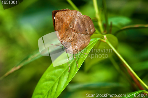 Image of beautiful butterfly in garden