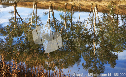 Image of river gum trees reflecting in river