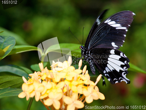 Image of beautiful butterfly