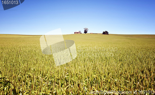 Image of field of wheat landscape