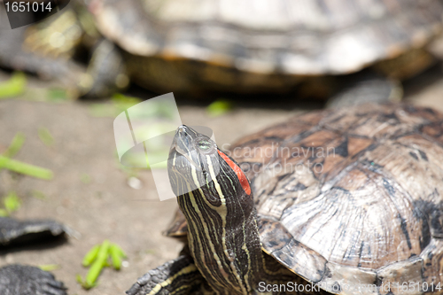 Image of tortoises crowded together