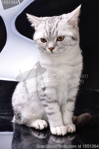 Image of silver tabby Scottish cat against white and black background
