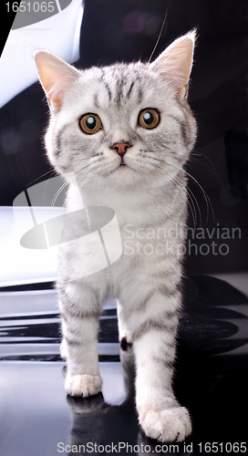 Image of kitten  cat walking towards against black and white background