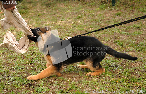 Image of playing  puppy