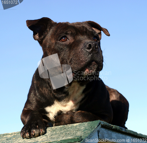 Image of staffordshire bull terrier