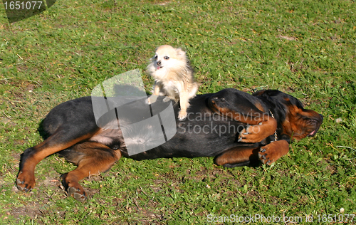 Image of rottweiler and chihuahua