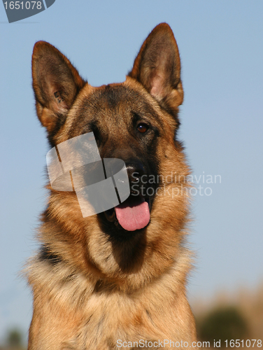 Image of german shepherd