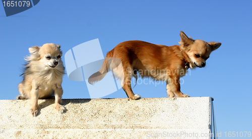 Image of two  chihuahuas