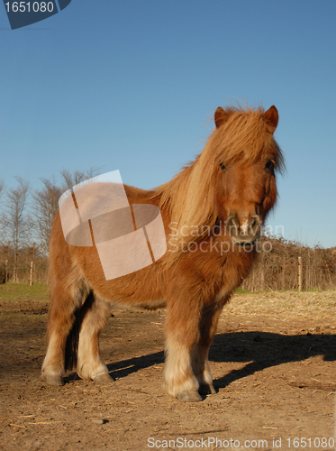 Image of shetand pony