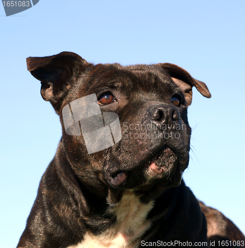 Image of staffordshire bull terrier