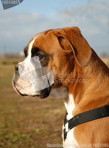 Image of boxer