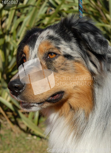 Image of australian shepherd