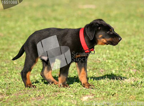 Image of puppy french shepherd