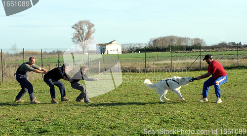 Image of playing with dog