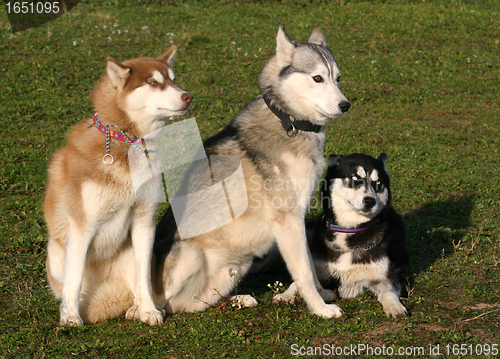 Image of huskies