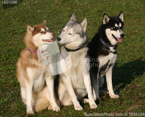 Image of huskies