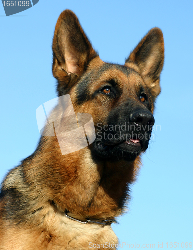 Image of german shepherd