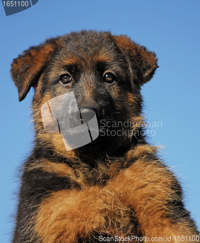 Image of puppy german shepherd