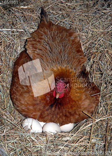 Image of chicken and eggs