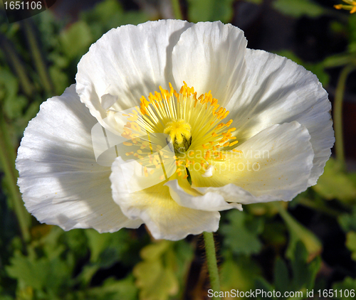 Image of opium poppy