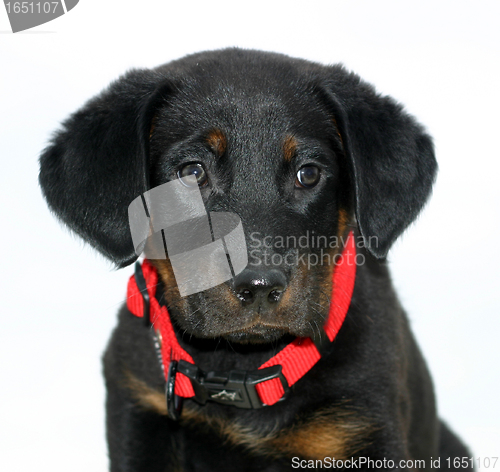 Image of puppy french shepherd