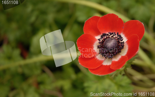 Image of red anemone