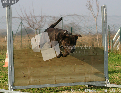 Image of jumping staffordshire bull terrier