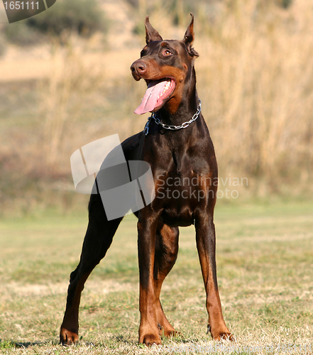 Image of doberman