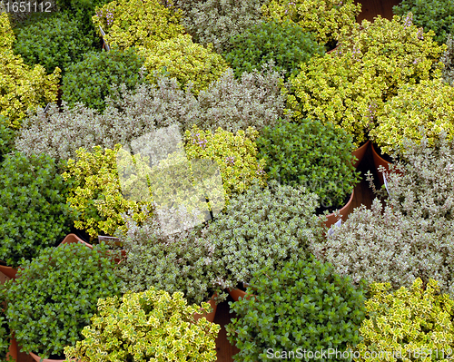Image of plants of fresh herbs