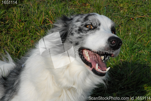 Image of border collie