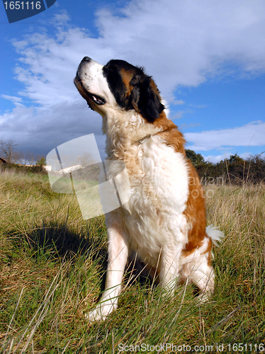 Image of Saint Bernard