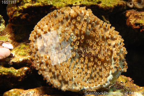 Image of hard coral