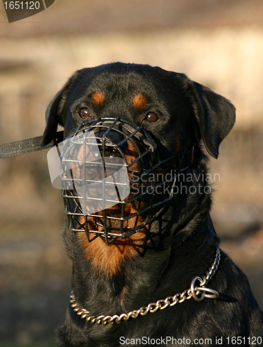Image of rottweiler and muzzle