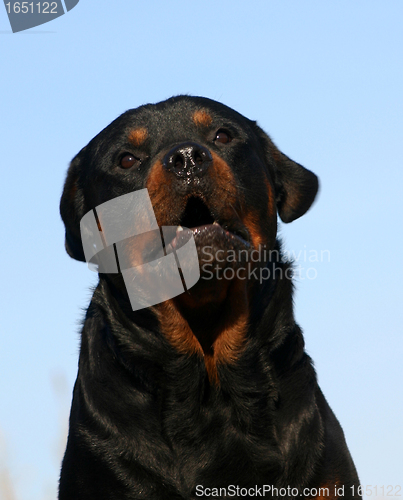 Image of rottweiler