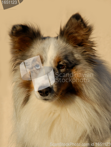 Image of shetland dog