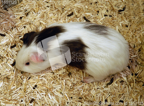 Image of guinea pig