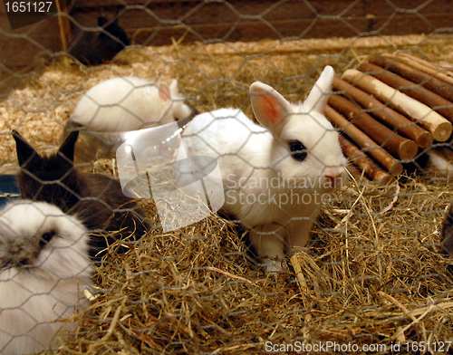 Image of young rabbit